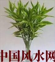 鞍山十二生肖养什么植物最旺财运？你知道吗！